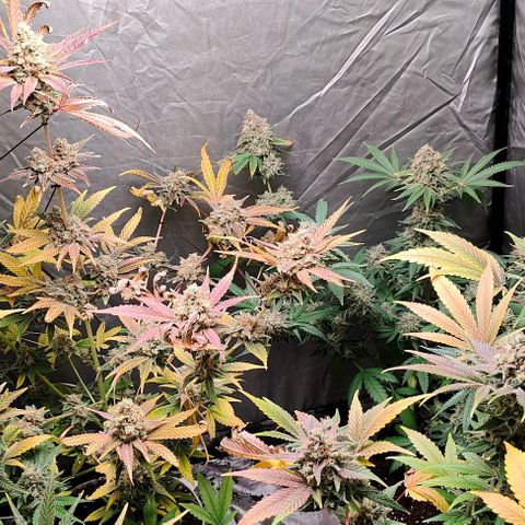Critical growlog timeline photo
