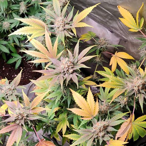 Critical growlog timeline photo