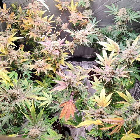 Critical growlog timeline photo