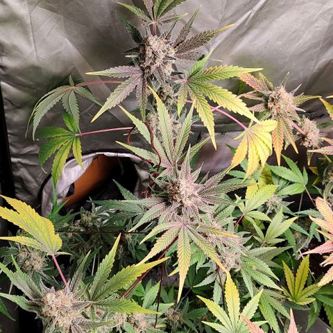 Critical growlog timeline photo