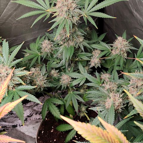 Critical growlog timeline photo