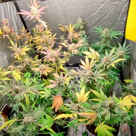 Critical growlog timeline photo
