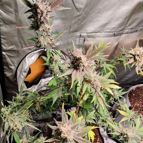 Critical growlog timeline photo