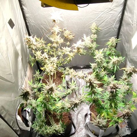 Critical growlog timeline photo
