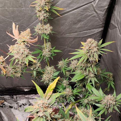 Critical growlog timeline photo