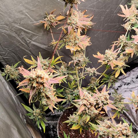Critical growlog timeline photo