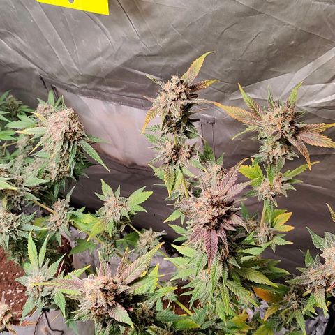 Critical growlog timeline photo