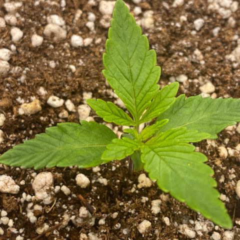 Gorilla Glue #4 growlog timeline photo