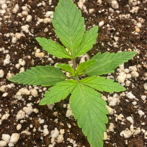 Gorilla Glue #4 growlog timeline photo