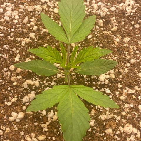 Gorilla Glue #4 growlog timeline photo