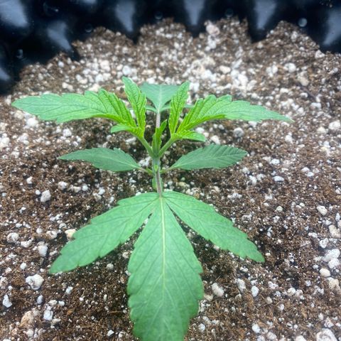 Gorilla Glue #4 growlog timeline photo