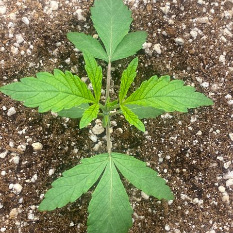 Gorilla Glue #4 growlog timeline photo