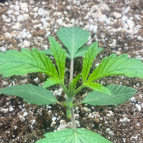 Gorilla Glue #4 growlog timeline photo