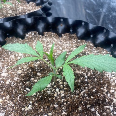 Banana Purple Punch growlog timeline photo
