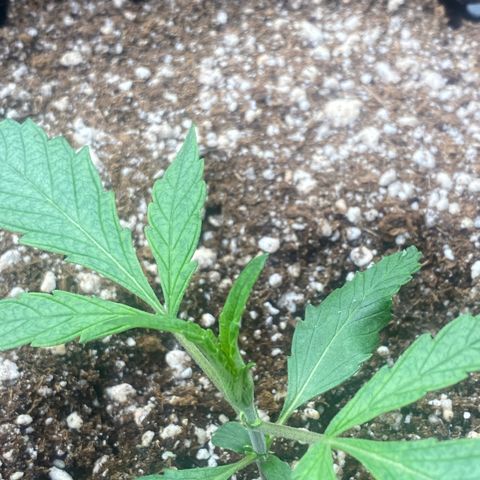 Banana Purple Punch growlog timeline photo