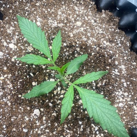 Banana Purple Punch growlog timeline photo