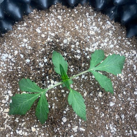 FastBerry growlog timeline photo