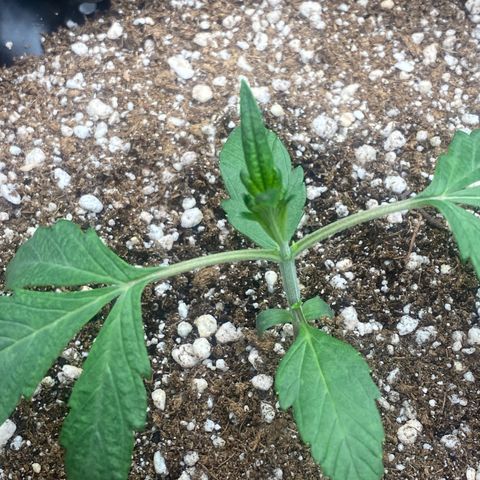 FastBerry growlog timeline photo