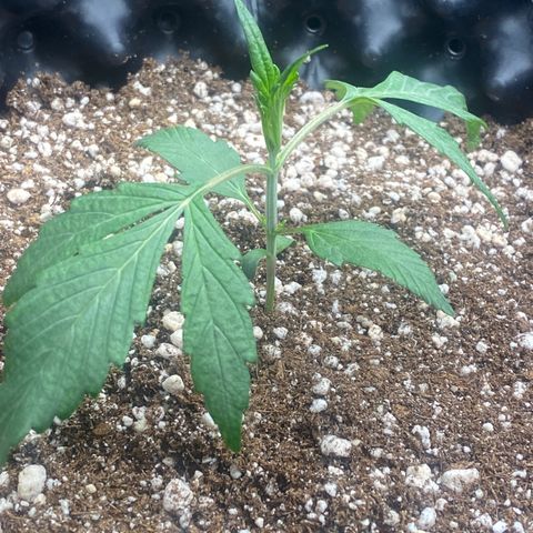 FastBerry growlog timeline photo