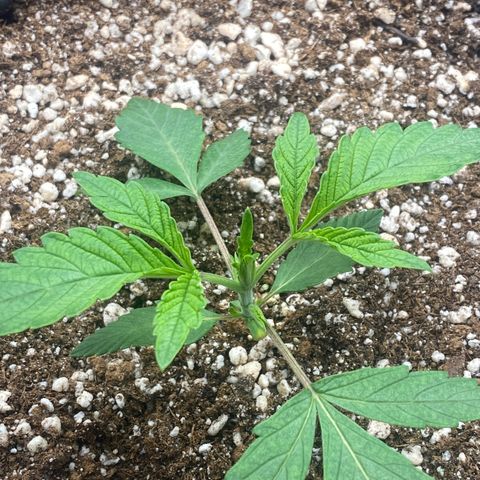 Gorilla Glue #4 growlog timeline photo
