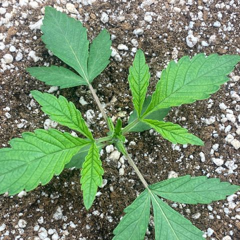 Gorilla Glue #4 growlog timeline photo