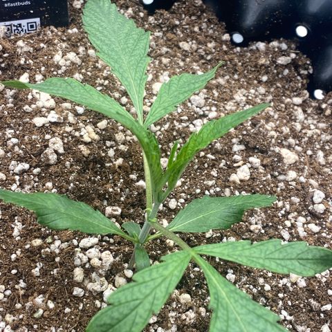 Banana Purple Punch growlog timeline photo