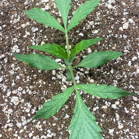 Banana Purple Punch growlog timeline photo