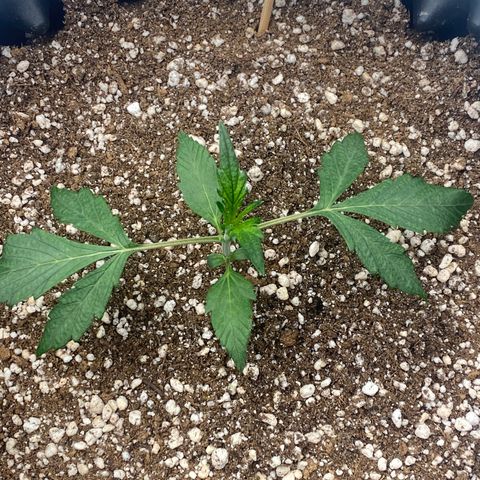 FastBerry growlog timeline photo