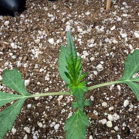 FastBerry growlog timeline photo