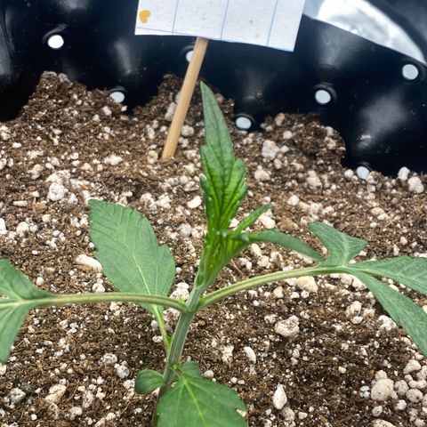 FastBerry growlog timeline photo