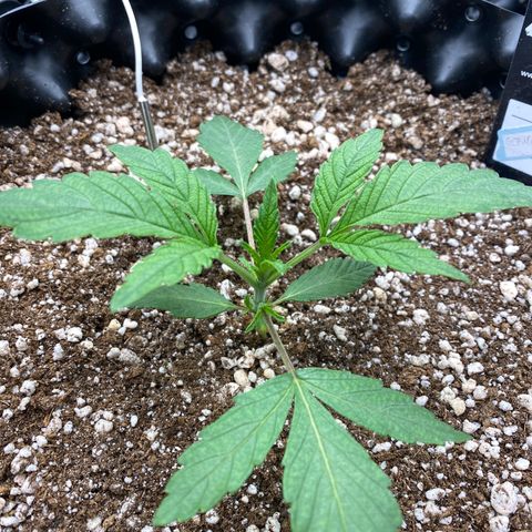Gorilla Glue #4 growlog timeline photo