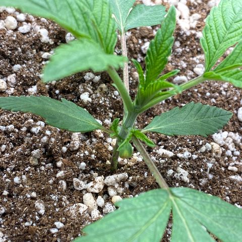 Gorilla Glue #4 growlog timeline photo