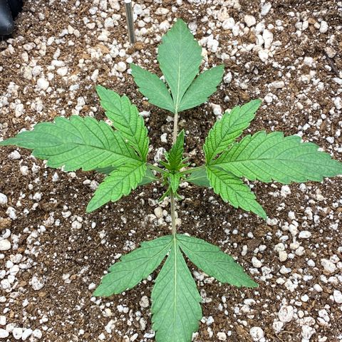 Gorilla Glue #4 growlog timeline photo