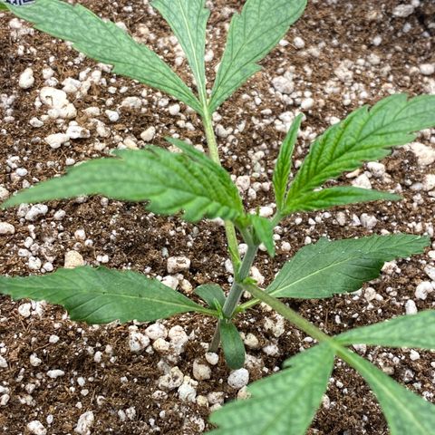 Banana Purple Punch growlog timeline photo