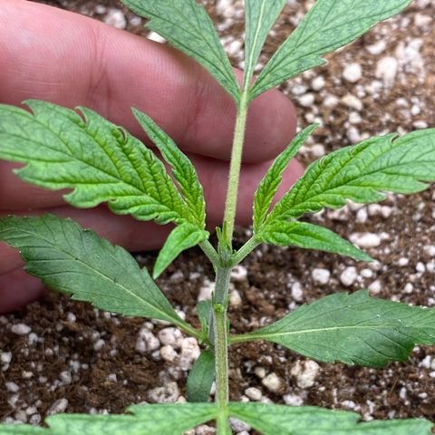 Banana Purple Punch growlog timeline photo
