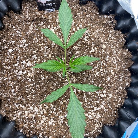 Banana Purple Punch growlog timeline photo