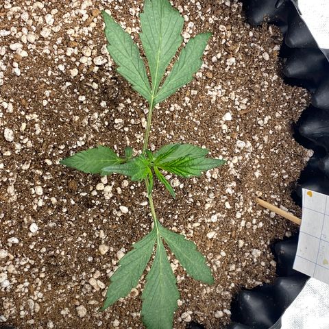 FastBerry growlog timeline photo