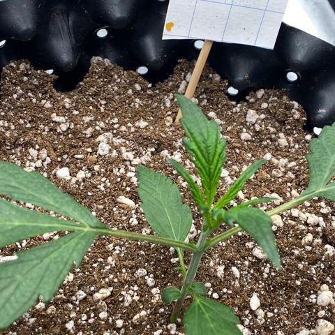 FastBerry growlog timeline photo