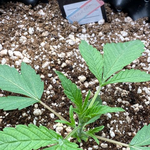 Gorilla Glue #4 growlog timeline photo
