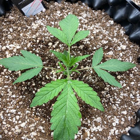 Gorilla Glue #4 growlog timeline photo