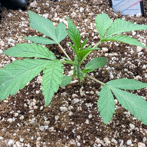 Gorilla Glue #4 growlog timeline photo