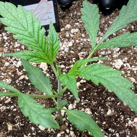 Banana Purple Punch growlog timeline photo
