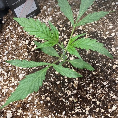 Banana Purple Punch growlog timeline photo