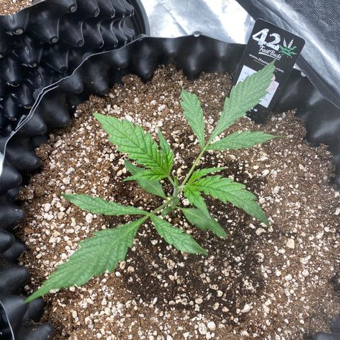 Banana Purple Punch growlog timeline photo
