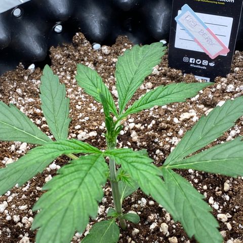 FastBerry growlog timeline photo