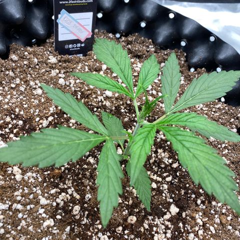 FastBerry growlog timeline photo