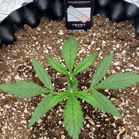 FastBerry growlog timeline photo