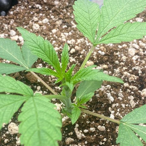 Gorilla Glue #4 growlog timeline photo