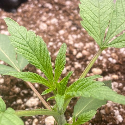 Gorilla Glue #4 growlog timeline photo