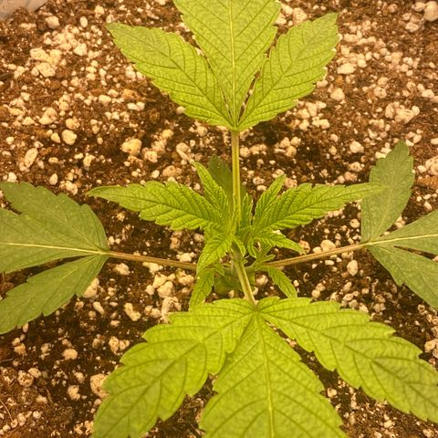 Gorilla Glue #4 growlog timeline photo